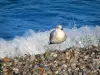 Étretat - Gull (aves marinas), playa de gravilla, de onda pequeña y el mar (Canal Inglés)