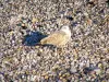 Étretat - Gull (aves marinas) y de la playa de guijarros