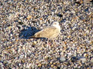 Étretat - Gull (sea bird) and pebble beach