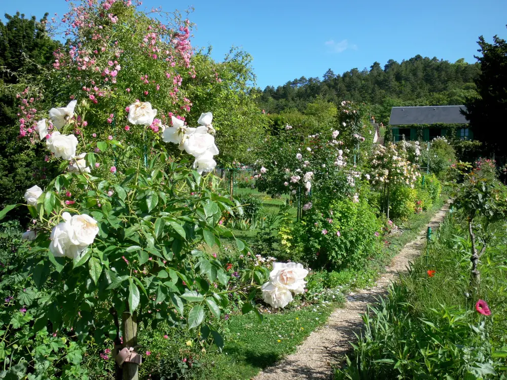 Guide de l'Eure - Giverny - Jardin de Monet : rosiers en fleurs du Clos Normand