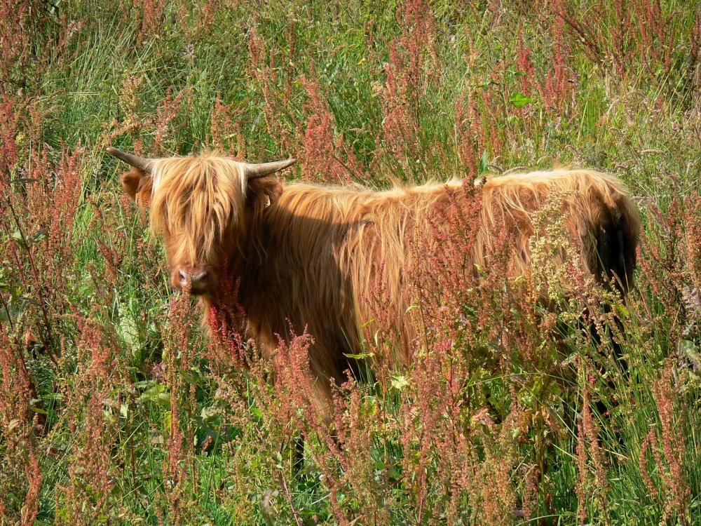 Guide de l'Eure - Paysages de l'Eure - Vache Highland Cattle dans un pré du marais Vernier
