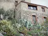 Eus - Cactus au pied d'une maison en pierre