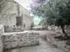 Eus - Olive tree surrounded by stone walls