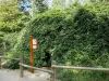 Fake of Verzy - Twisting faia, na floresta de Verzy (floresta da Montagne de Reims); no Parque Natural Regional da Montanha de Reims