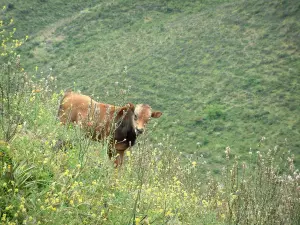 Fauna de montaña - Las flores silvestres y de la pantorrilla