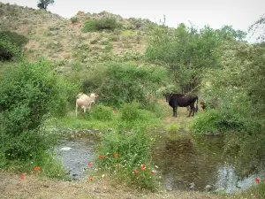 Fauna de montaña - Stream con las vacas, los arbustos y flores silvestres