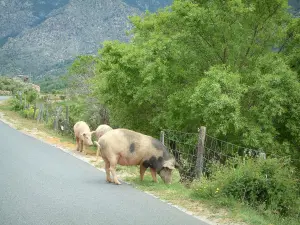 Fauna de montaña - (Jabalíes en semi-libertad) a lo largo de una carretera de montaña