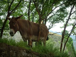 Fauna de montaña - Burro, los árboles y la ciudadela de la Corte en el fondo