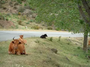 Fauna de montaña - Las vacas a lo largo de una carretera de montaña