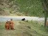 Faune de montagne - Vaches au bord d'une route de montagne