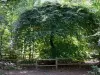 Faux de Verzy - Hêtre tortillard, dans la forêt de Verzy (forêt de la Montagne de Reims) ; dans le Parc Naturel Régional de la Montagne de Reims