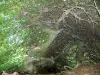 Faux de Verzy - Hêtre tortillard, dans la forêt de Verzy (forêt de la Montagne de Reims) ; dans le Parc Naturel Régional de la Montagne de Reims