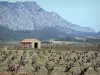 Fenouillèdes - Cabane en pierre au milieu de vignes, collines en arrière-plan