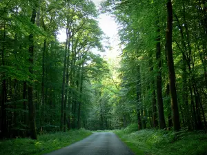 Floresta Bellême - Estrada florestal forrada com árvores; no Parque Natural Regional de Perche