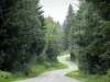Floresta do Joux - Sapinière: estrada ladeada de árvores e especialmente pinheiros