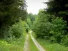 Floresta do Joux - Sapinière: estrada florestal com árvores e principalmente pinheiros