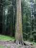 Floresta do Joux - Sapinière: tronco de árvore Presidente em primeiro plano