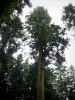 Floresta do Joux - Fir tree: fir President em primeiro plano
