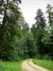 Floresta do Joux - Sapinière: estrada florestal com árvores e principalmente pinheiros