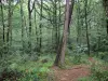 Floresta de Mervent-Vouvant - Árvores na floresta