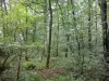 Floresta de Mervent-Vouvant - Árvores na floresta