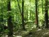 Floresta de Meudon - Árvores na floresta nacional