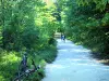 Floresta de Meudon - Caminho na floresta adequado para caminhadas