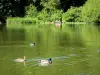 Floresta de Meudon - Patos flutuando nas águas de uma lagoa