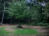 Floresta de Paimpont - Árvores na floresta