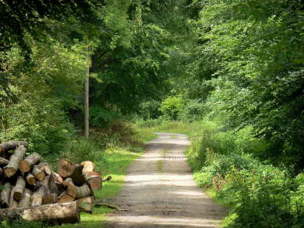A floresta de Saint-Gobain - Guia de Turismo, férias & final de semana em Aisne
