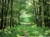 Floresta de Sillé - Caminho arborizado; no Parque Natural Regional da Normandia-Maine
