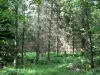 Floresta de Sillé - Árvores e vegetação rasteira da floresta estadual; no Parque Natural Regional da Normandia-Maine