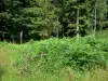 Floresta de Sillé - Flores silvestres, vegetação e árvores da floresta estadual; no Parque Natural Regional da Normandia-Maine