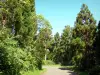 Floresta de Tévelave - Pequena estrada florestal forrada com árvores