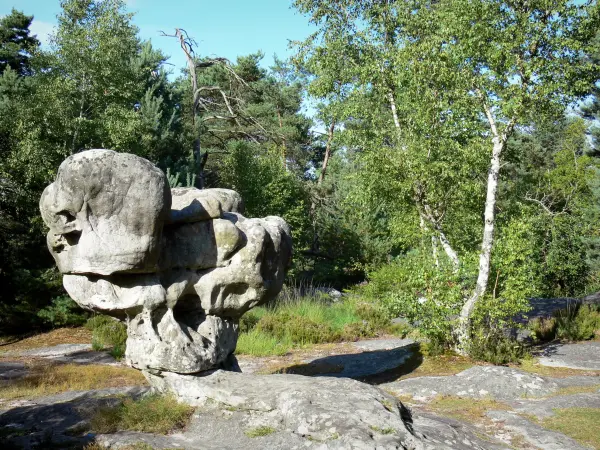 Fontainebleau forest - Rock and trees of the forest