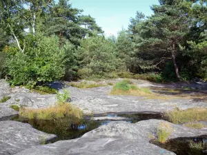 Fontainebleau forest - Rock and trees of the forest