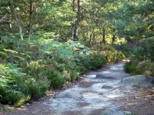 Fontainebleau forest - Path lined with plants and trees