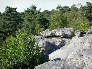 Fontainebleau forest - Franchard gorges: rocks and trees of the forest