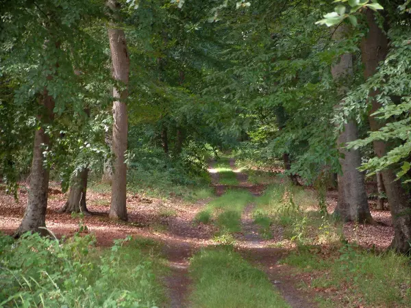 Forest Compiegne - Caminho, vegetação e árvores