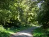 Foresta di Mormal - Way, sottobosco (vegetazione) e gli alberi della foresta, nel Parco Naturale Regionale del Avesnois