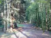 Forêt d'Argonne - Chemin bordé d'arbres