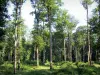 Forêt de Bellême - Arbres et sous-bois de la forêt domaniale ; dans le Parc Naturel Régional du Perche