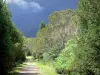 Forêt de Bélouve - Reunion National Park: weg omzoomd met bomen