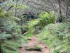 Forêt de Bélouve - Parc National de La Réunion : sentier traversant la forêt primaire