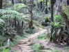 Forêt de Bélouve - Tree-lined trail