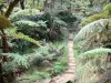 Forêt de Bélouve - Wandelen in het regenwoud