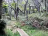 Forêt de Bélouve - Sentier bordé d'arbres et de végétation