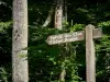 Forêt de Bercé - Panneau en bois indiquant la futaie des Clos et le chêne Boppe