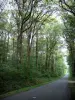 Forêt de Chandelais - Route bordée d'arbres