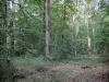 Forêt de Chandelais - Arbres et sous-bois
